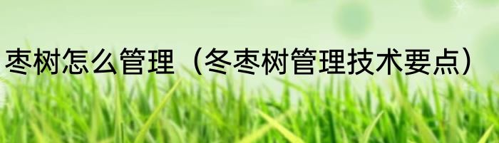 枣树怎么管理（冬枣树管理技术要点）