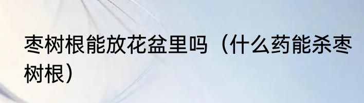 枣树根能放花盆里吗（什么药能杀枣树根）