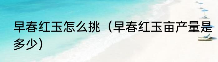 早春红玉怎么挑（早春红玉亩产量是多少）