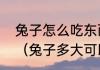 兔子怎么吃东西，怎么玩，怎么休息（兔子多大可以吃）
