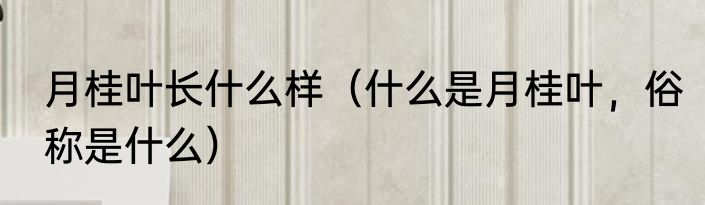 月桂叶长什么样（什么是月桂叶，俗称是什么）