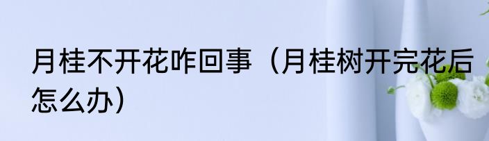 月桂不开花咋回事（月桂树开完花后怎么办）