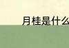 月桂是什么啊（月桂结果吗）