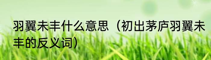 羽翼未丰什么意思（初出茅庐羽翼未丰的反义词）