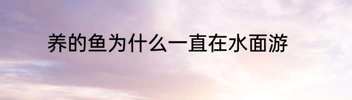 养的鱼为什么一直在水面游