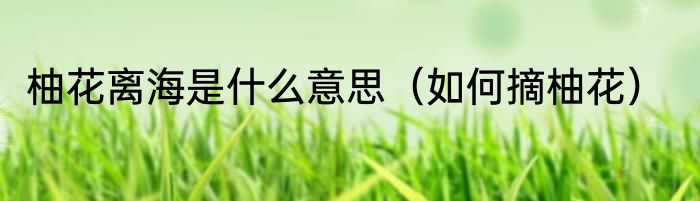 柚花离海是什么意思（如何摘柚花）