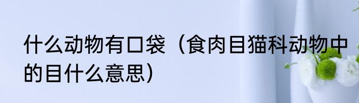 什么动物有口袋（食肉目猫科动物中的目什么意思）