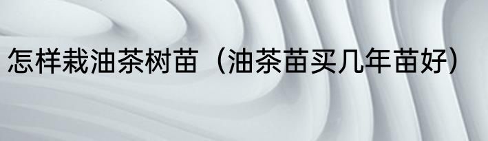 怎样栽油茶树苗（油茶苗买几年苗好）