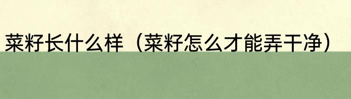 菜籽长什么样（菜籽怎么才能弄干净）