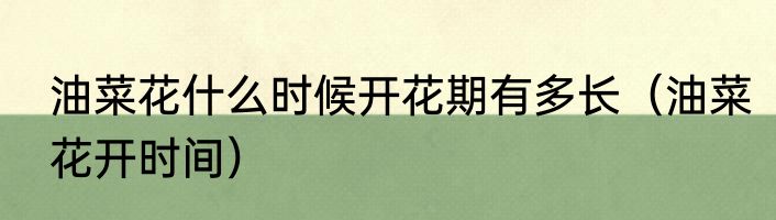 油菜花什么时候开花期有多长（油菜花开时间）