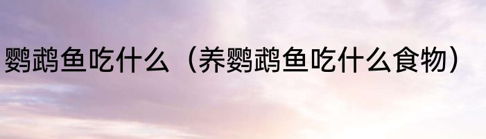 鹦鹉鱼吃什么（养鹦鹉鱼吃什么食物）