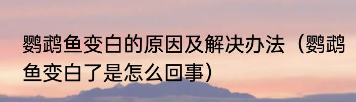 鹦鹉鱼变白的原因及解决办法（鹦鹉鱼变白了是怎么回事）