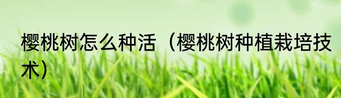樱桃树怎么种活（樱桃树种植栽培技术）