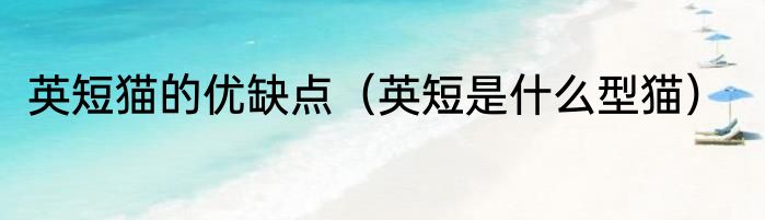 英短猫的优缺点（英短是什么型猫）