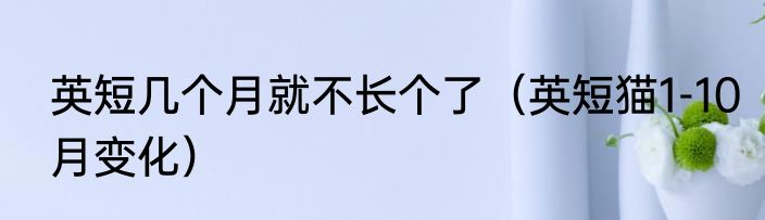 英短几个月就不长个了（英短猫1-10月变化）