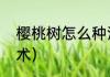 樱桃树怎么种活（樱桃树种植栽培技术）