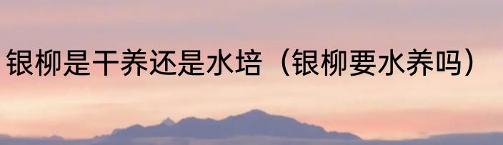 银柳是干养还是水培（银柳要水养吗）