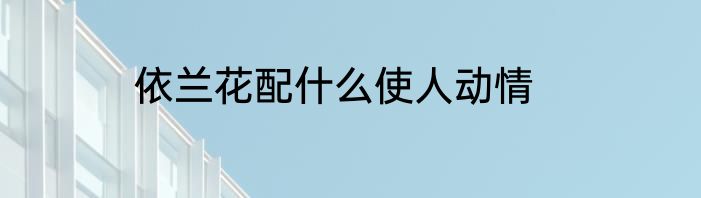 依兰花配什么使人动情