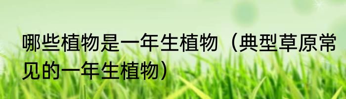 哪些植物是一年生植物（典型草原常见的一年生植物）