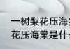 一树梨花压海棠是什么意思（一树梨花压海棠是什么意思）