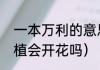一本万利的意思是什么（一本万利绿植会开花吗）
