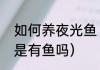 如何养夜光鱼（夜钓夜光漂就闪一下是有鱼吗）