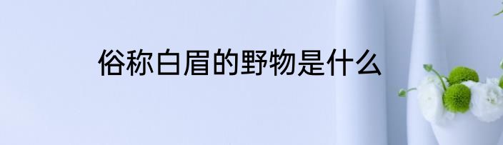 俗称白眉的野物是什么