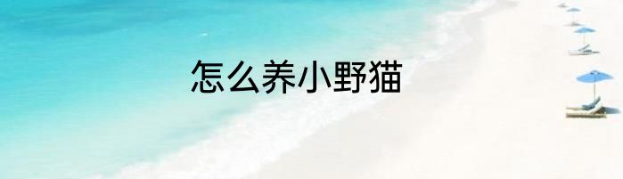 怎么养小野猫