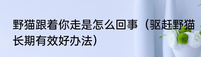 野猫跟着你走是怎么回事（驱赶野猫长期有效好办法）