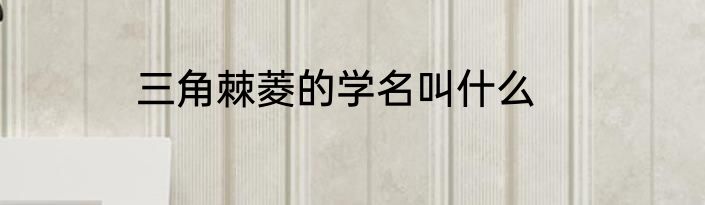 三角棘菱的学名叫什么