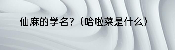 仙麻的学名?（哈啦菜是什么）