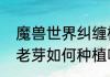 魔兽世界纠缠根须肩甲在哪购买（刺老芽如何种植呢）