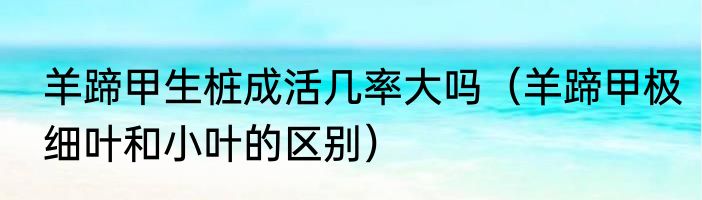 羊蹄甲生桩成活几率大吗（羊蹄甲极细叶和小叶的区别）