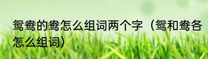 鸳鸯的鸯怎么组词两个字（鸳和鸯各怎么组词）