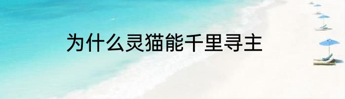为什么灵猫能千里寻主