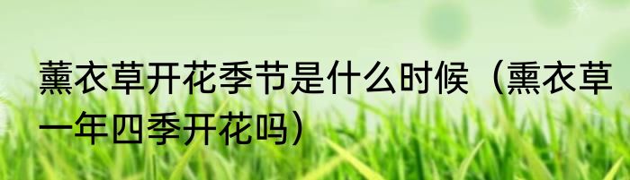 薰衣草开花季节是什么时候（熏衣草一年四季开花吗）