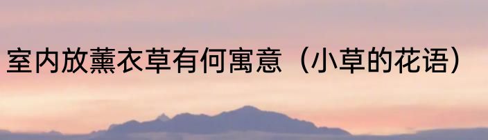 室内放薰衣草有何寓意（小草的花语）