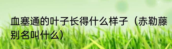 血塞通的叶子长得什么样子（赤勒藤别名叫什么）