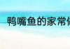 鸭嘴鱼的家常做法（钓鸭嘴鱼方法）