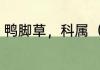 鸭脚草，科属（鸭掌草的根茎有用吗）