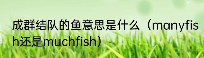 成群结队的鱼意思是什么（manyfish还是muchfish）