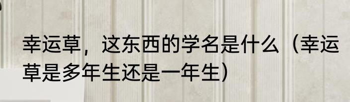 幸运草，这东西的学名是什么（幸运草是多年生还是一年生）