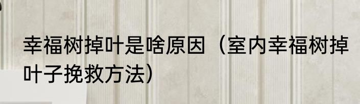 幸福树掉叶是啥原因（室内幸福树掉叶子挽救方法）