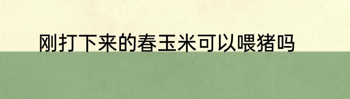 刚打下来的春玉米可以喂猪吗