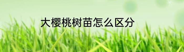 大樱桃树苗怎么区分