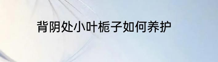 背阴处小叶栀子如何养护
