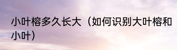 小叶榕多久长大（如何识别大叶榕和小叶）