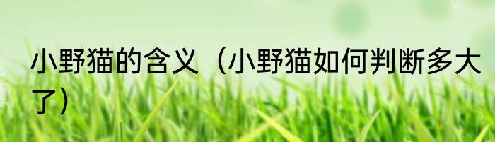 小野猫的含义（小野猫如何判断多大了）