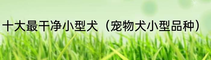 十大最干净小型犬（宠物犬小型品种）