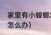 家里有小蟑螂怎么办（家里有小蟑螂怎么办）